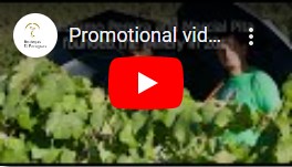 Bodegas El Paraguas promotional video